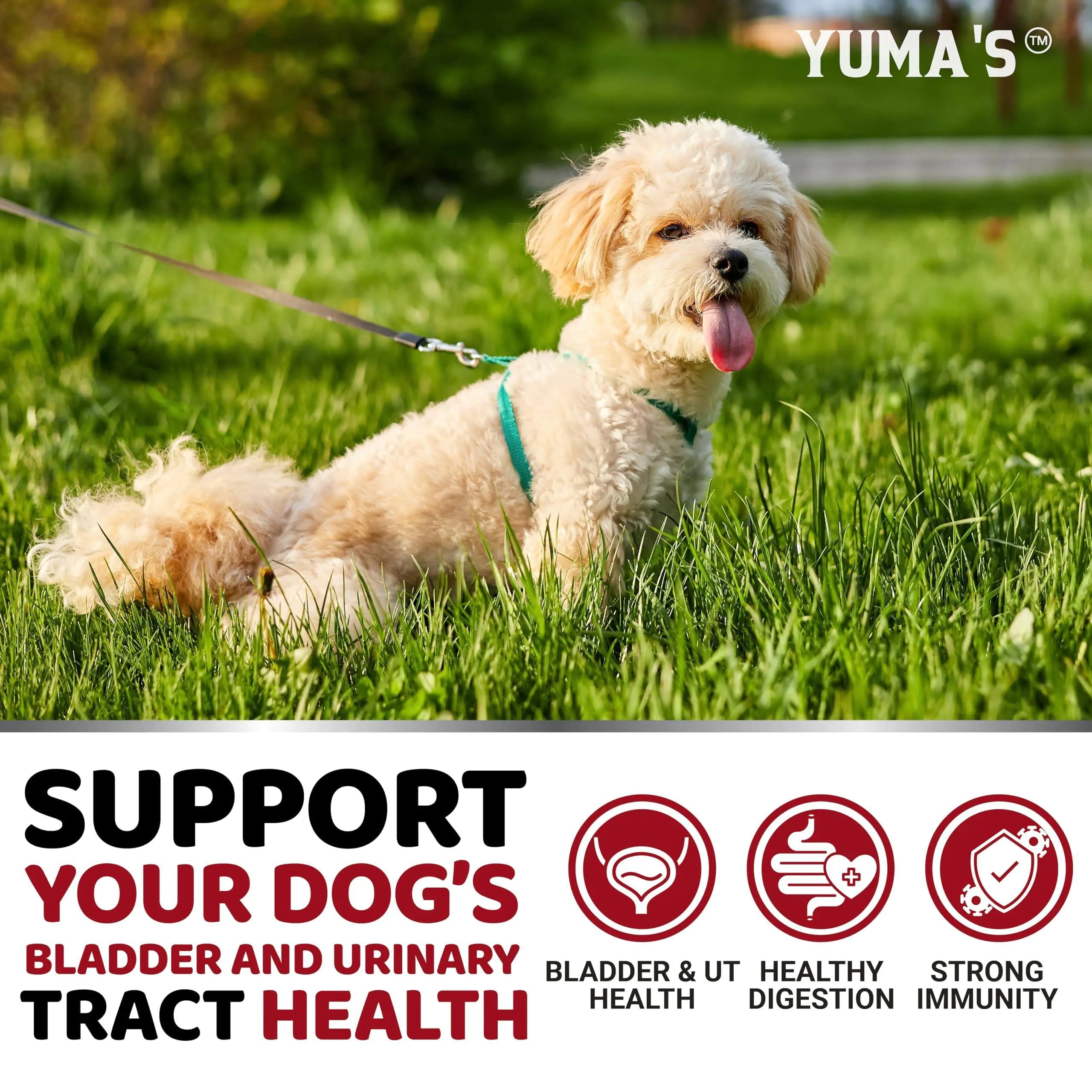 UTI Treatment Cranberry Supplement for Dogs Bladder Control